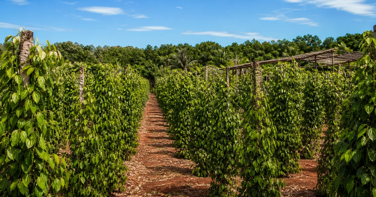 Phu Quoc Pepper Farm Visit: What to See & Buy cover image